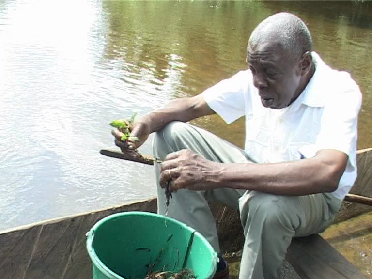 afrocuisine-ake-assi-plante